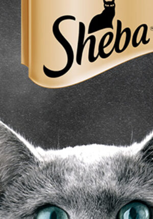 ico - Sheba